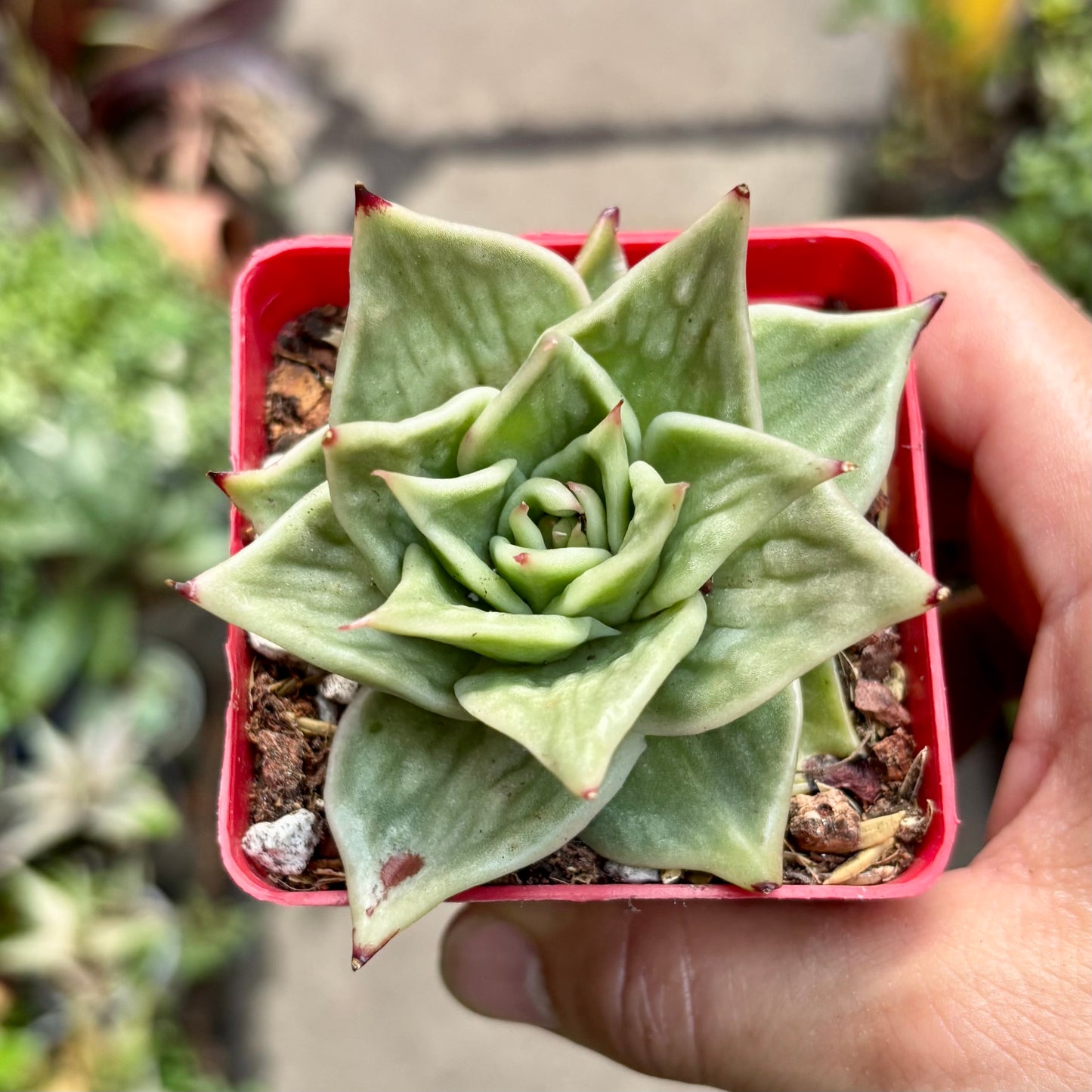 Suculenta Echeveria Jade Star Variegada