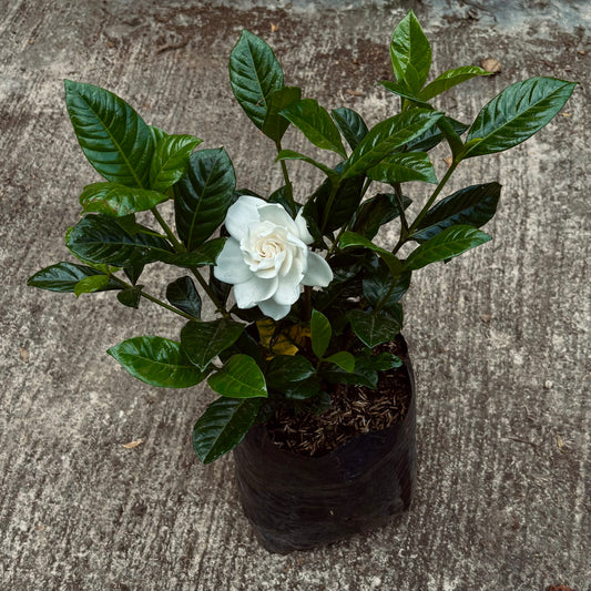 Gardenia Jasminoides
