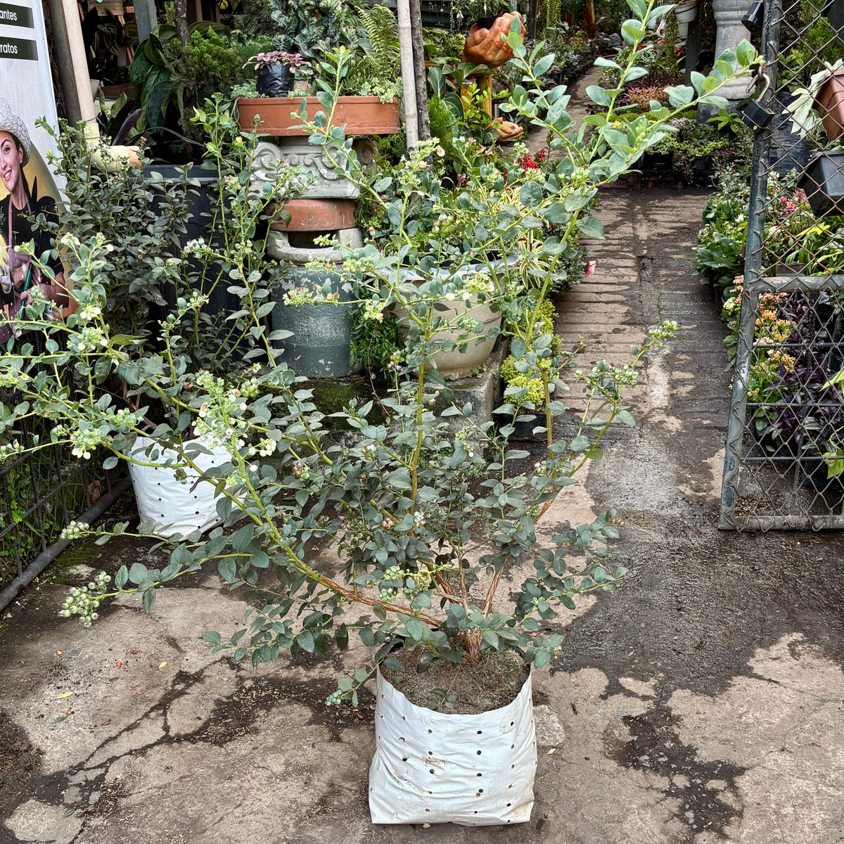 Vaccinium Corymbosum “Arándano”