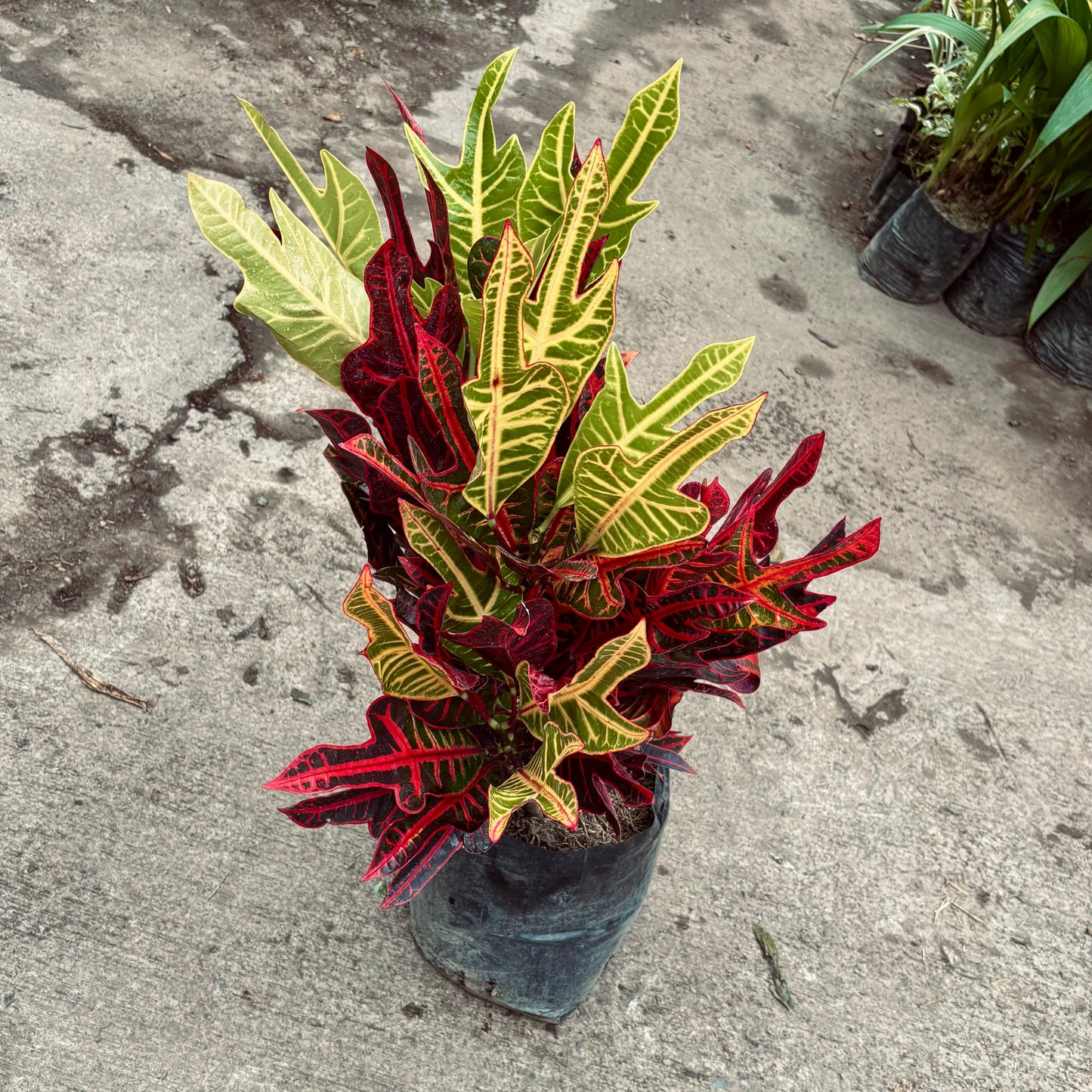 Croton Exótico
