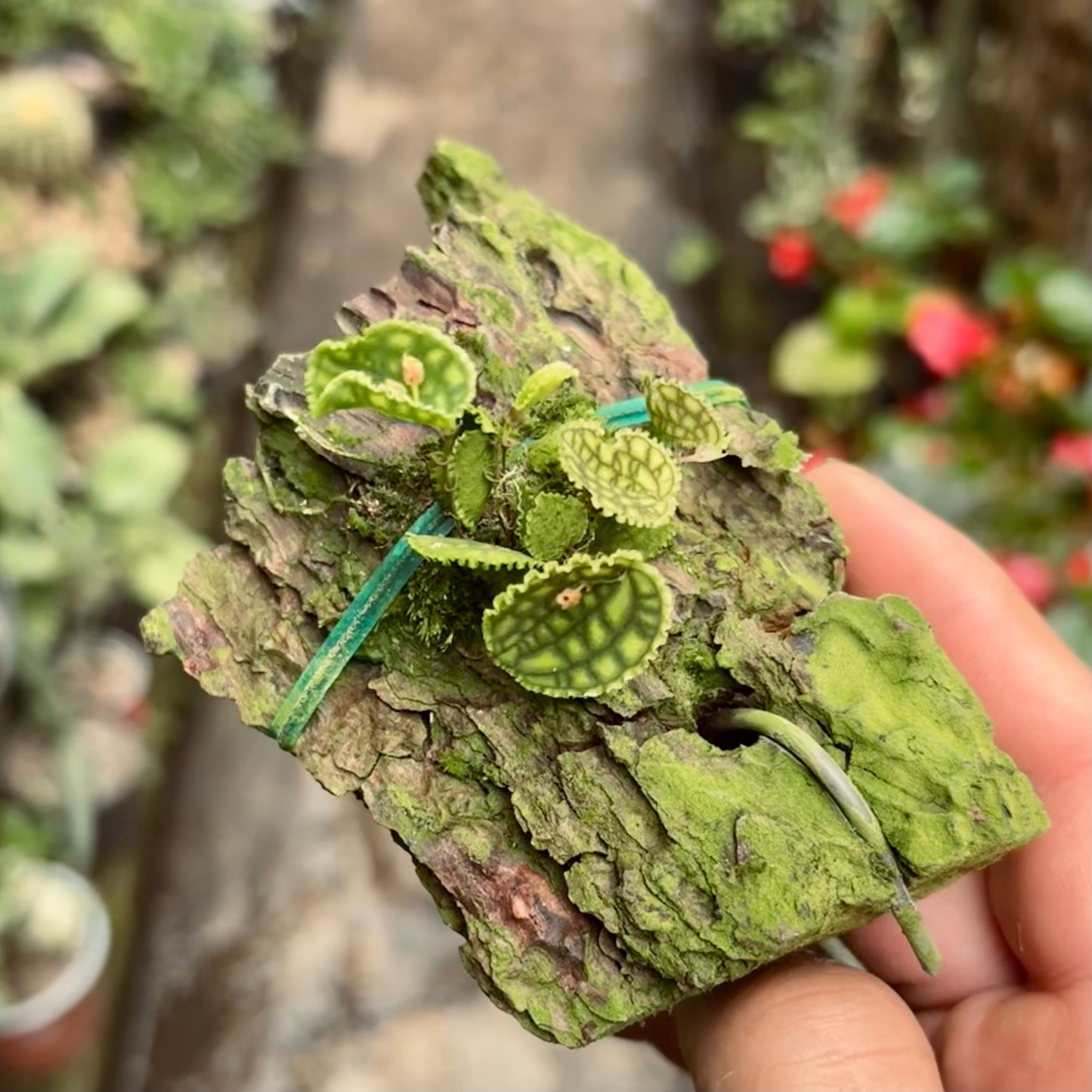 Orquídea Lepanthes Calodictyon
