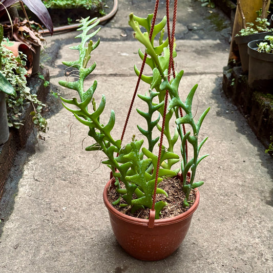 Cactus Selenicereus Anthonyanus