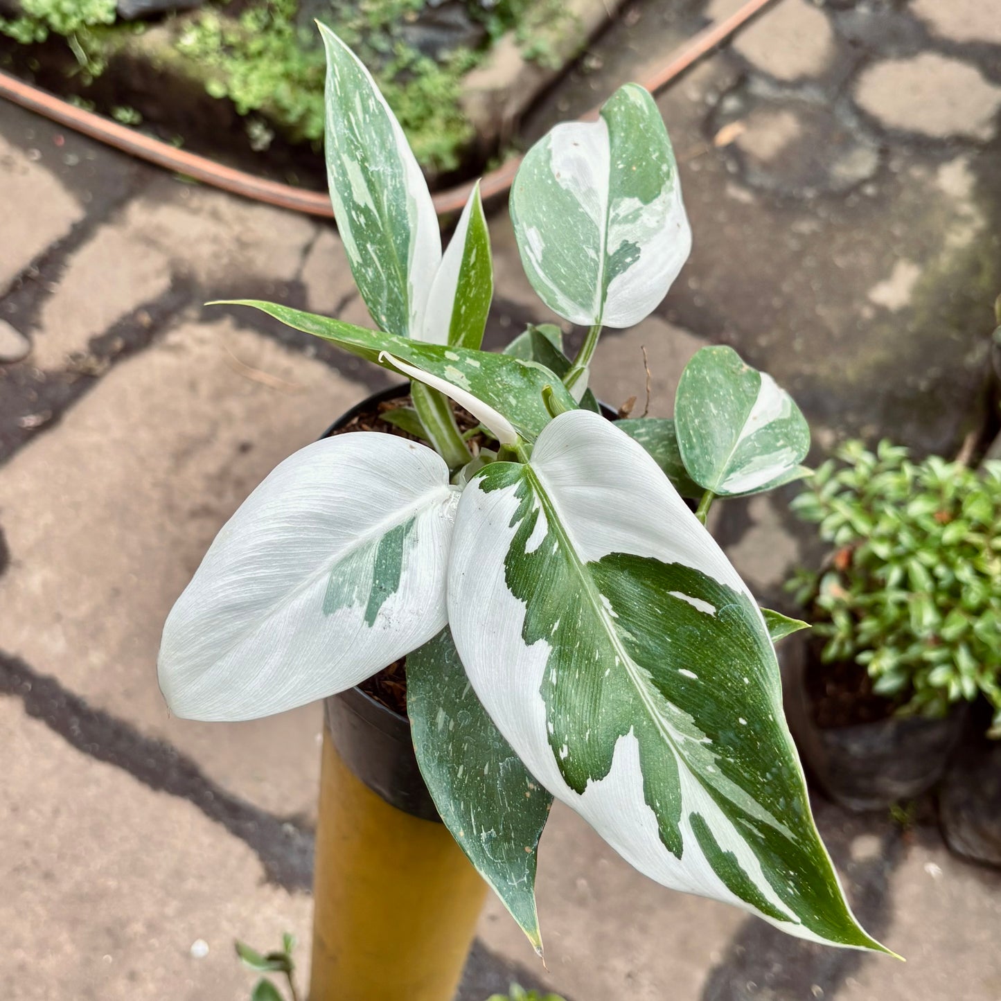 Filodendro White