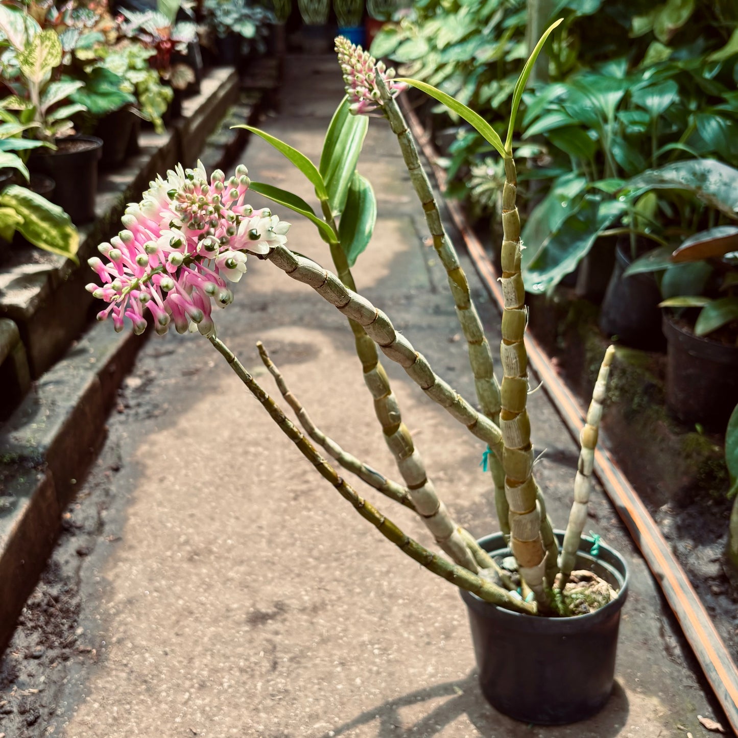 Orquídea Dendrobium Smillieae