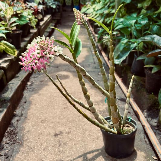 Orquídea Dendrobium Smillieae