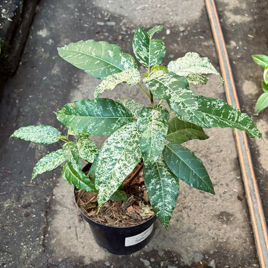 Ficus Snowstorm