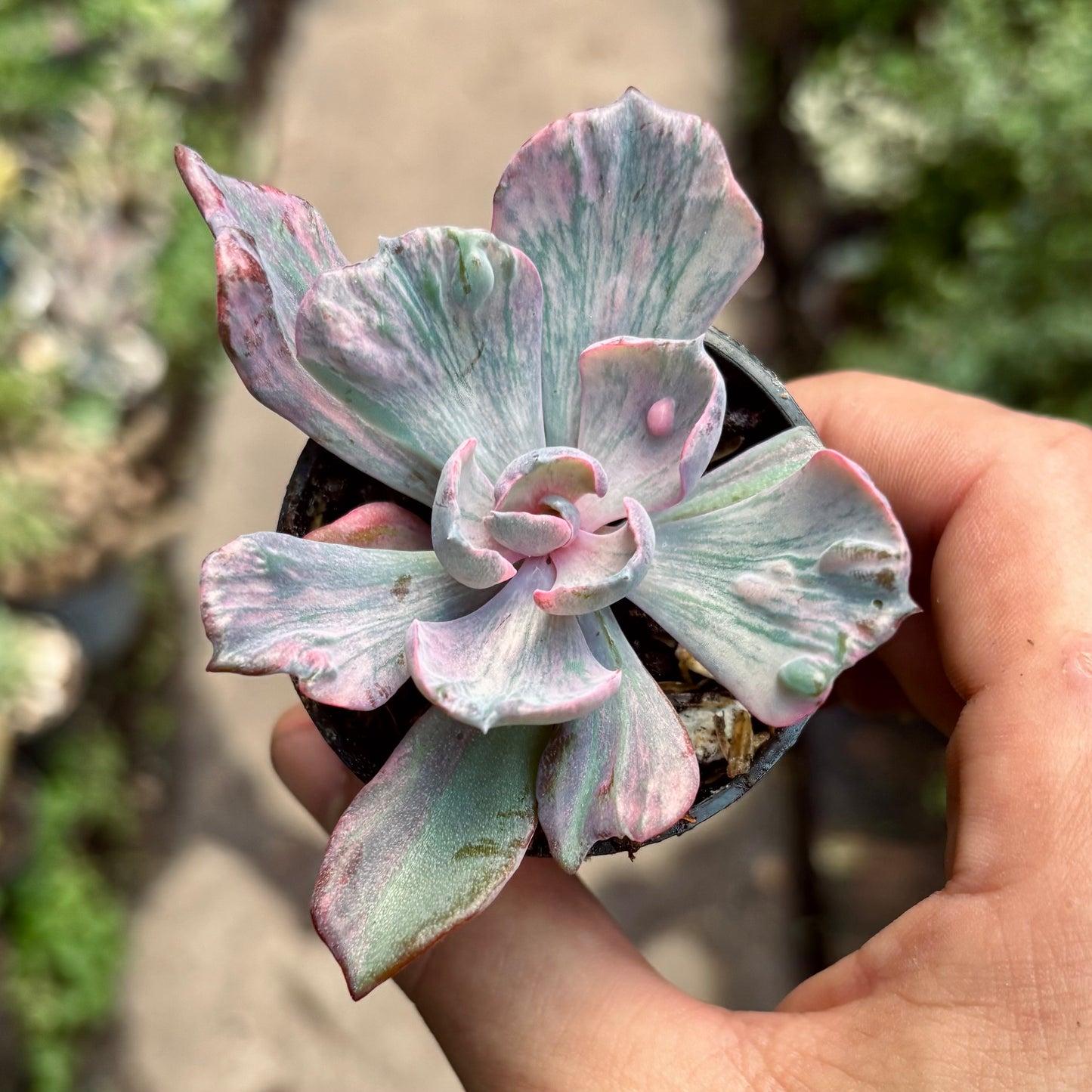 Suculenta Echeveria Beyonce