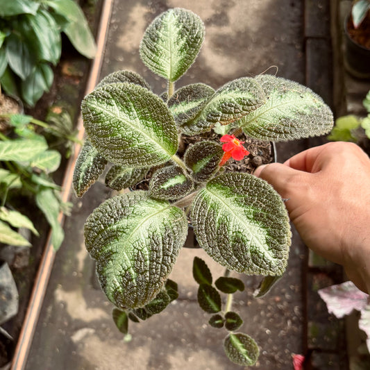 Episcia