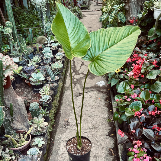Anturio Sp