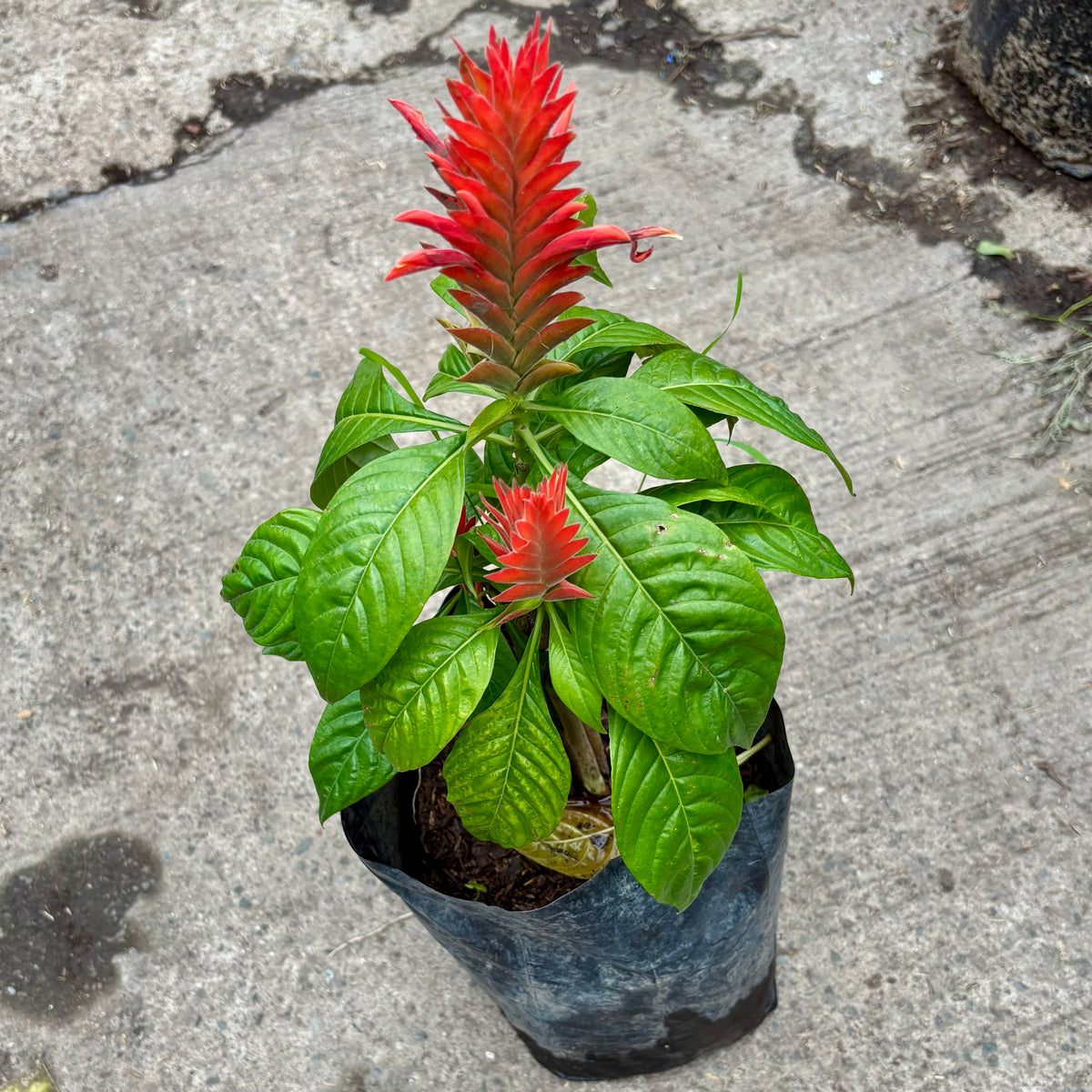 Pachystachys Coccinea “Camarón Rojo”