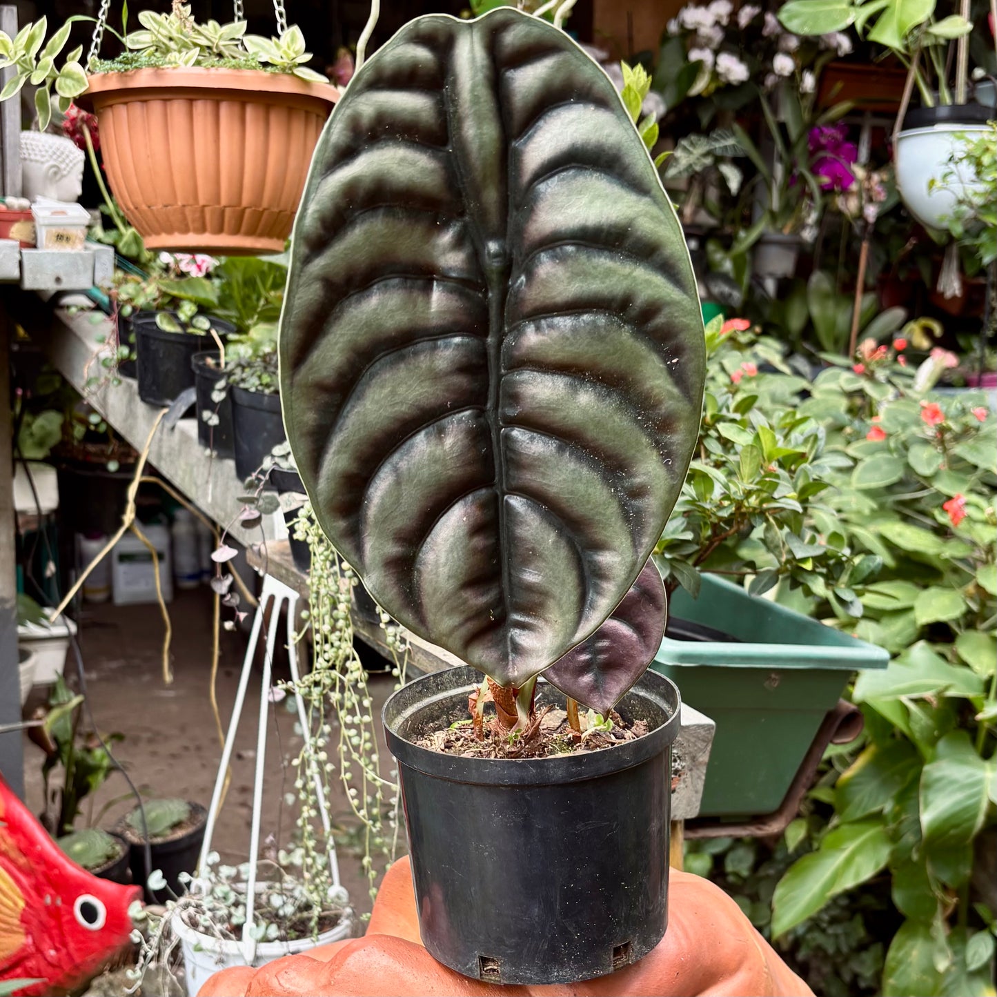 Alocasia Cuprea