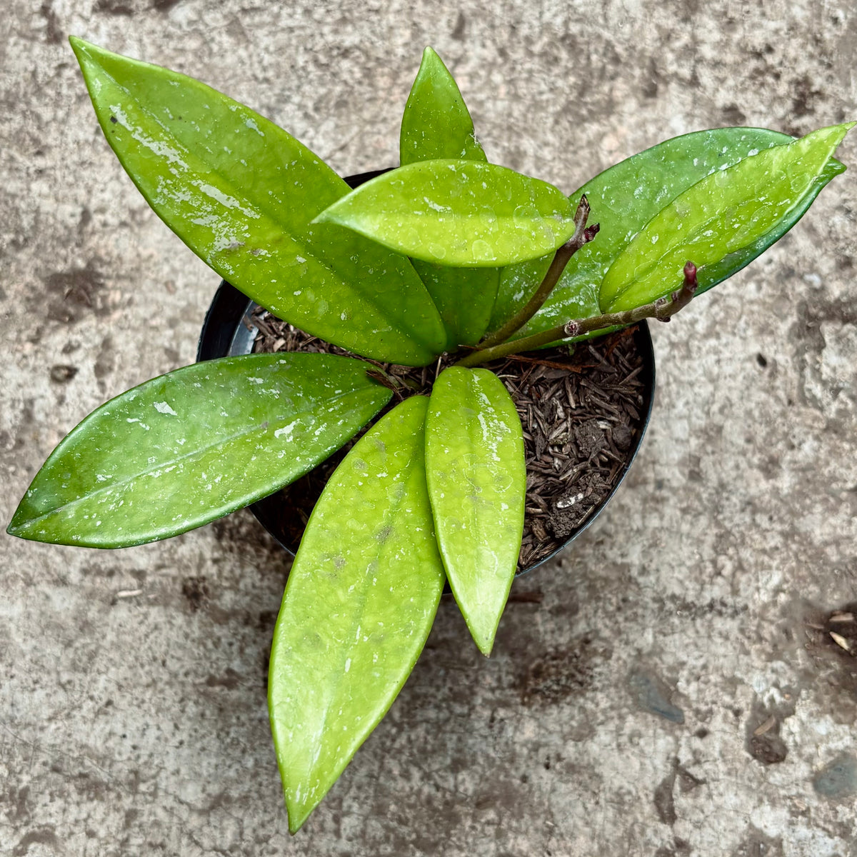 Hoya Carnosa Pubicalyx