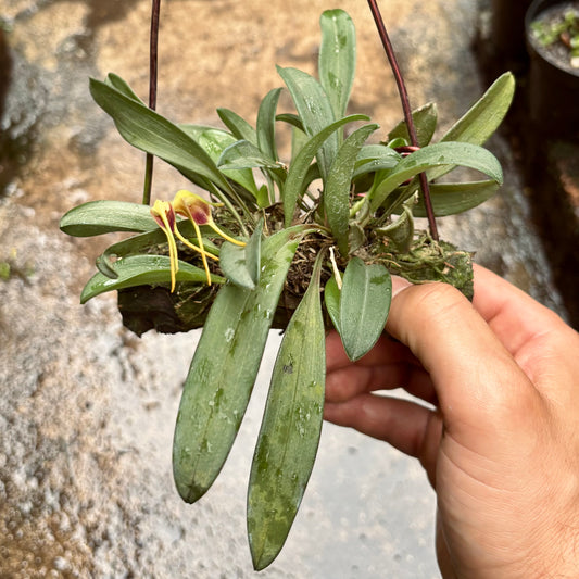 Orquídea Masdevallia Bicolor