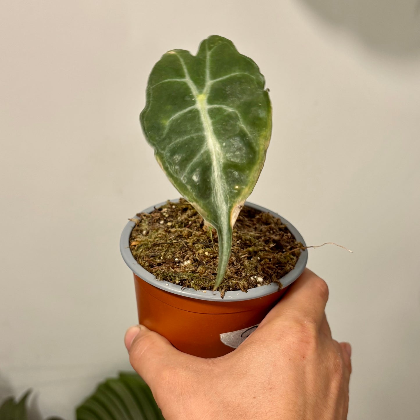 Alocasia Venom