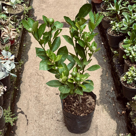 Limón Calamondin