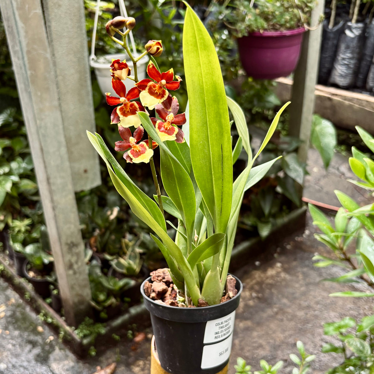 Orquídea Colmanara Pacific Twilight