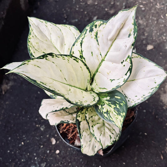 Aglaonema White Joy