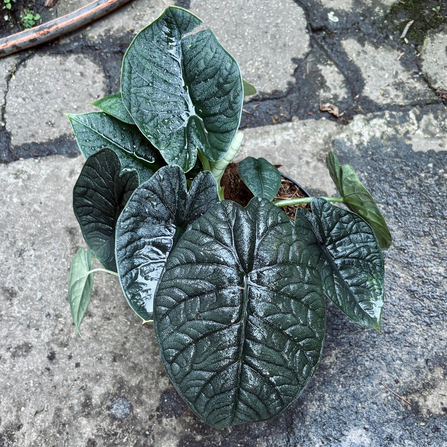 Alocasia Melo