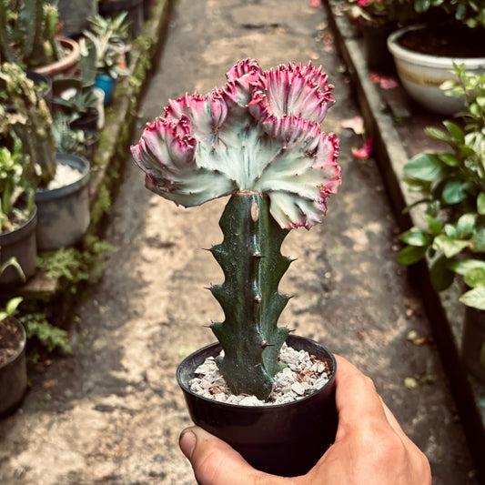 Cactus Euphorbia Láctea Cristata