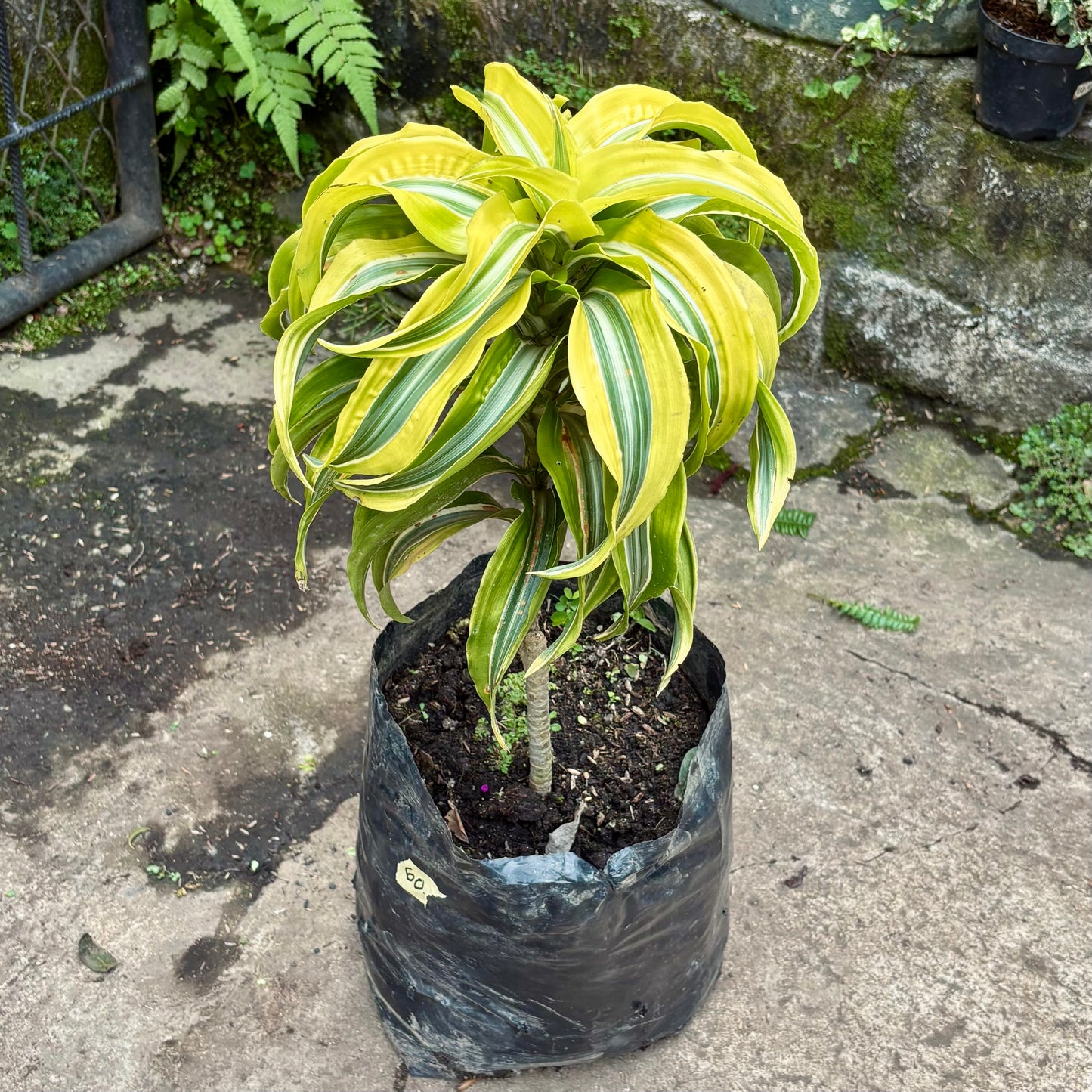 Dracaena Lemon Surprise