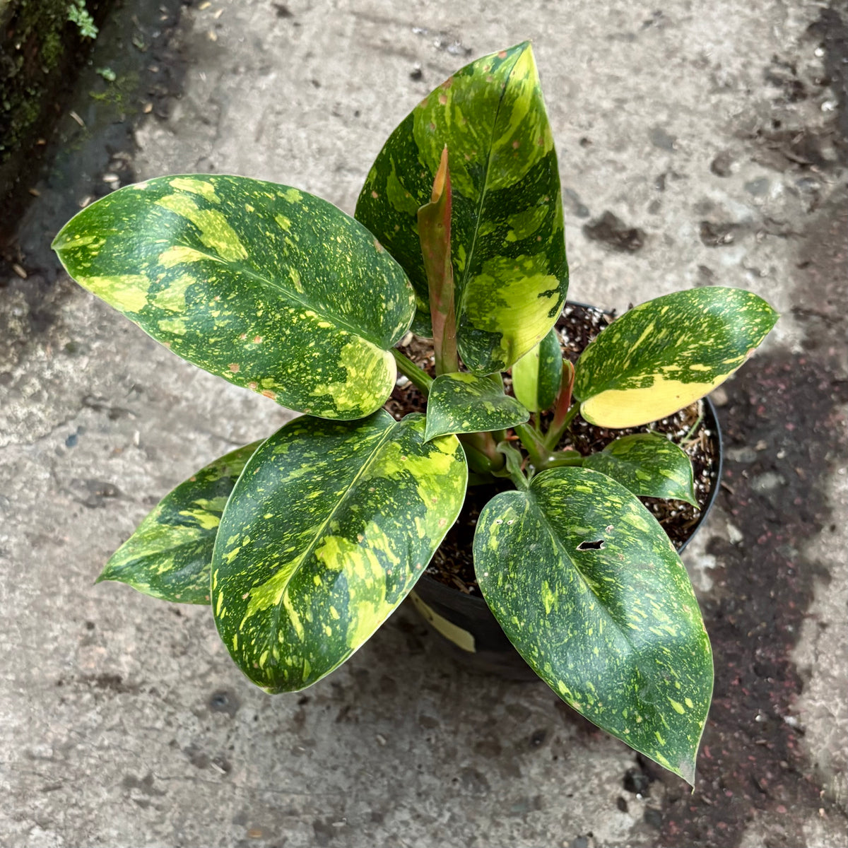 Filodendro Green Congo Nuclear