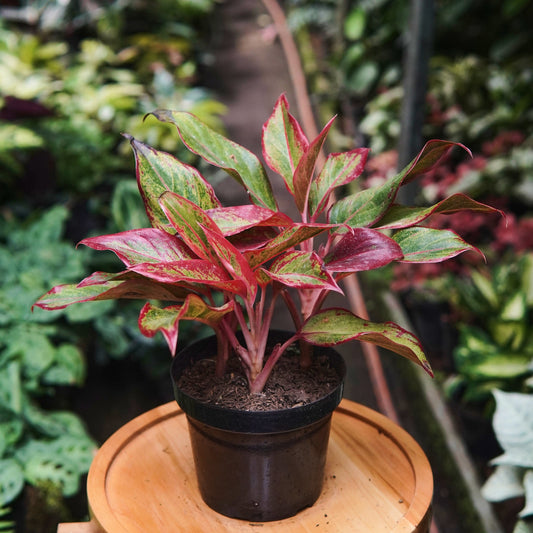Agloanema Creta - Vivero Florecer