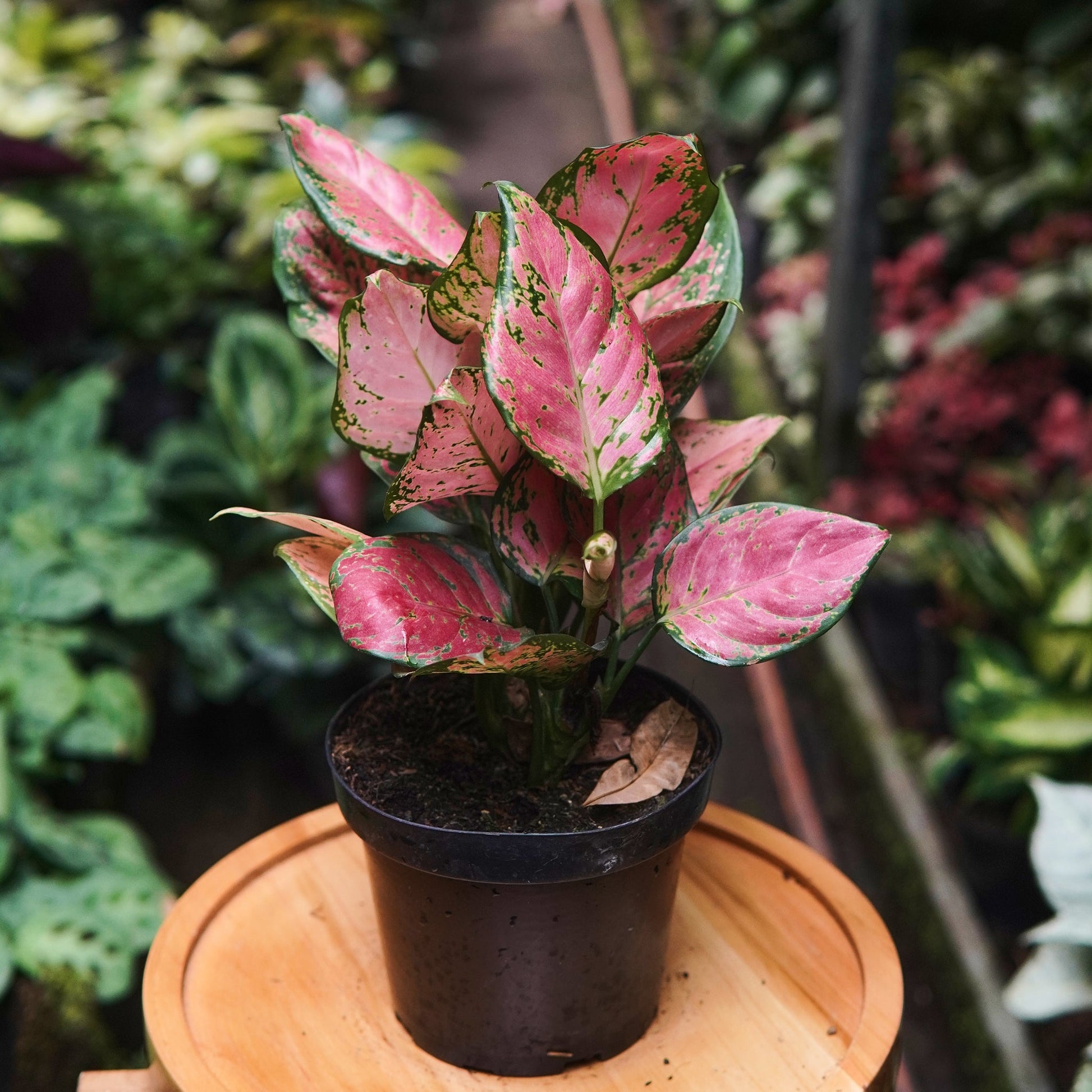 plantas aglaonemas Aglaonema Lady Valentine - Planta Exótica en Medellín