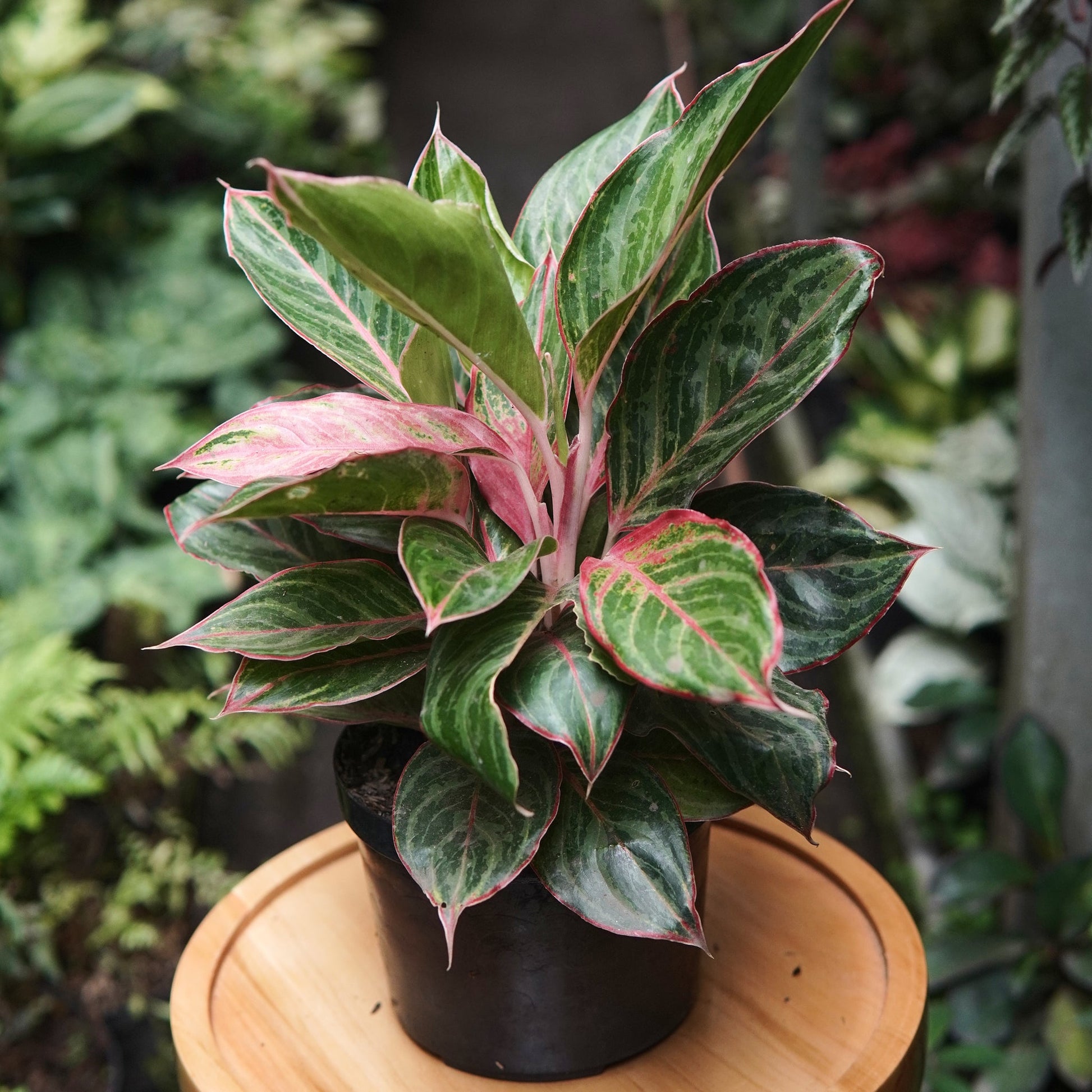plantas aglaonema 🌿 Aglaonema Lion - Planta Exótica en Medellín