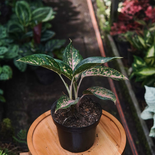Aglaonema Pink Dalmatian - Vivero Florecer