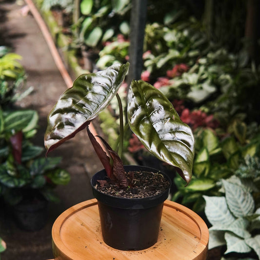 Alocasia Cuprea - Vivero Florecer