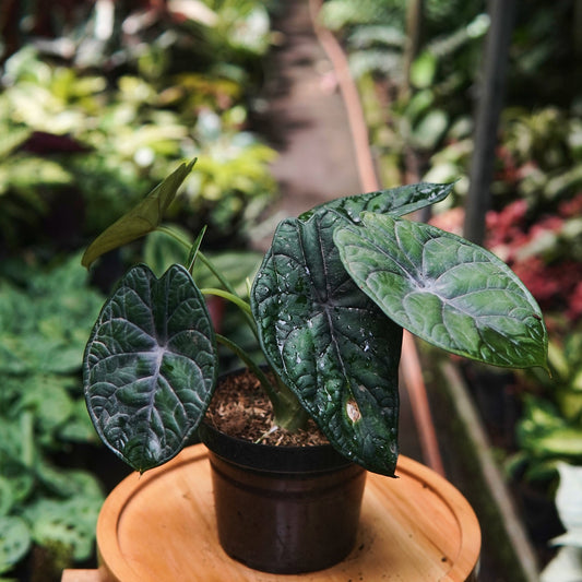Alocasia Dragon Scale - Vivero Florecer