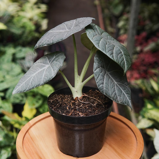 Alocasia Maharani - Vivero Florecer
