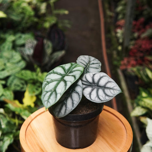 Alocasia Silver Dragon - Vivero Florecer