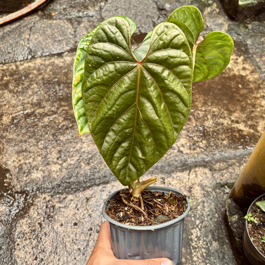 Anturio Debilis