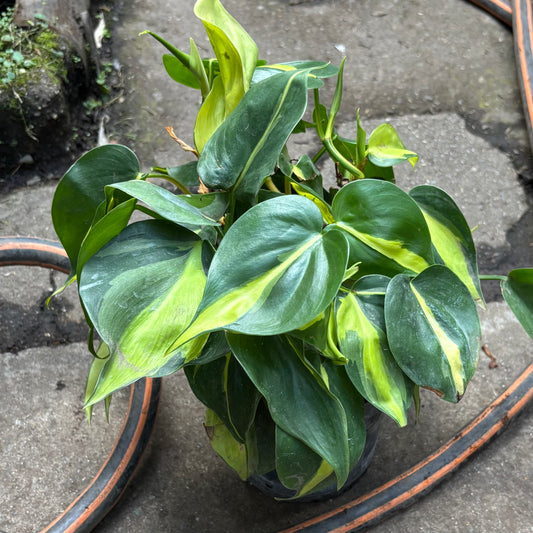 Filodendro Hederaceum Brasil