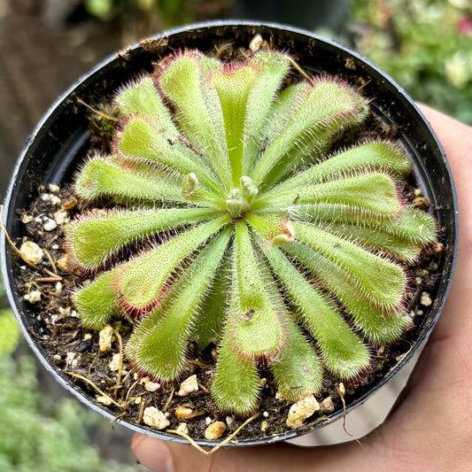 Carnívora Drosera