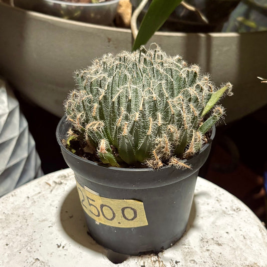 Suculenta Haworthia Capillaris