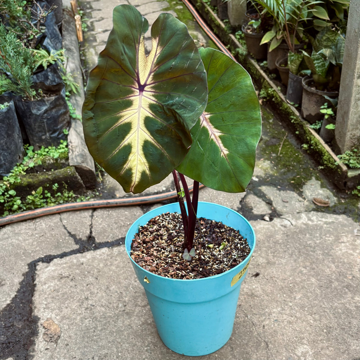 Colocasia Waikiki