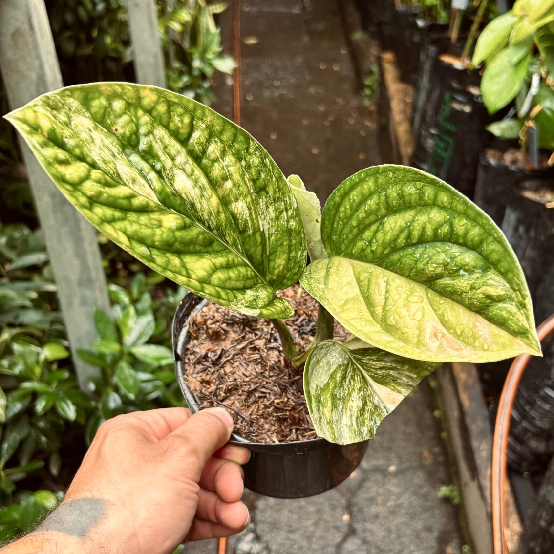 Monstera Perú Variegada
