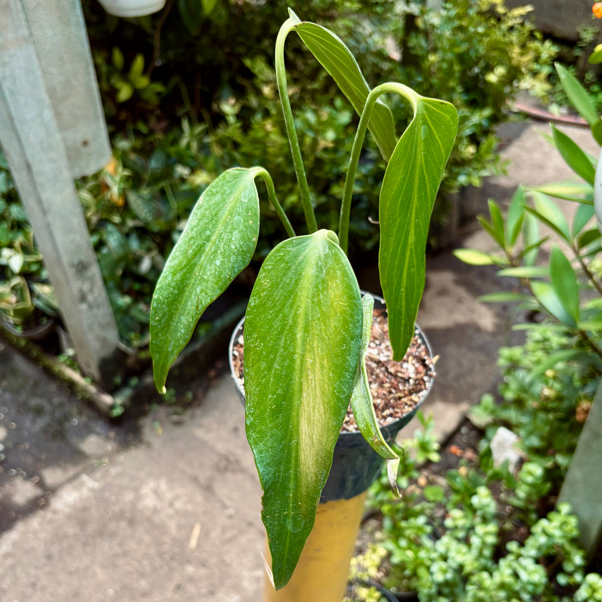 Monstera Burle Marx Flame