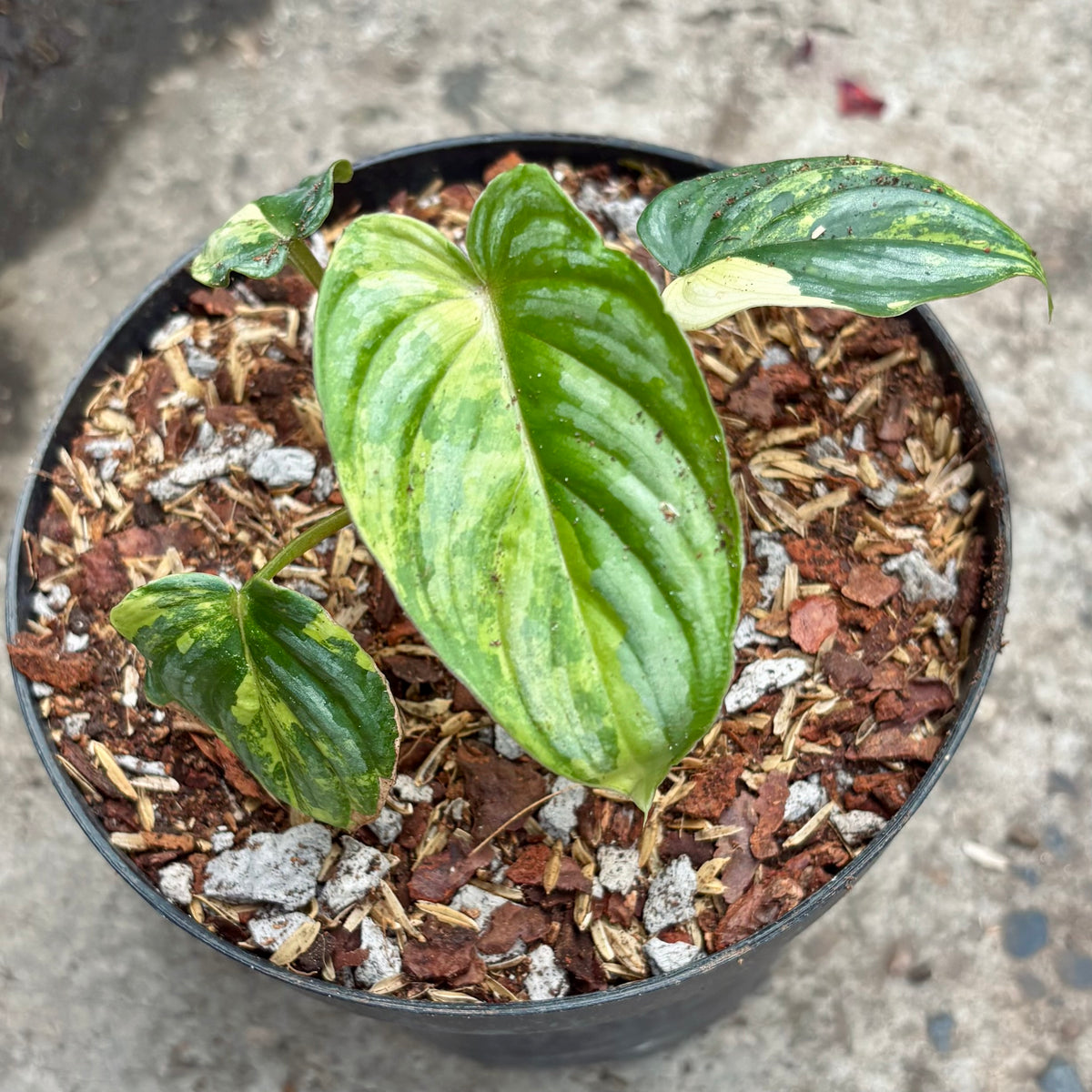Filodendro Mamei Variegado