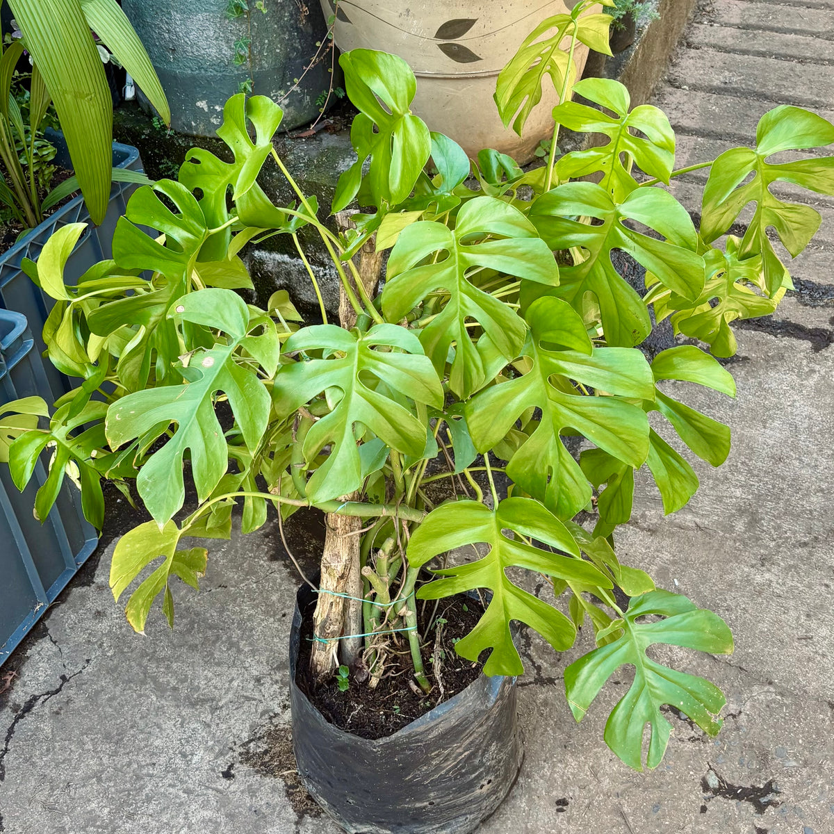 Rhaphidophora Tetrasperma