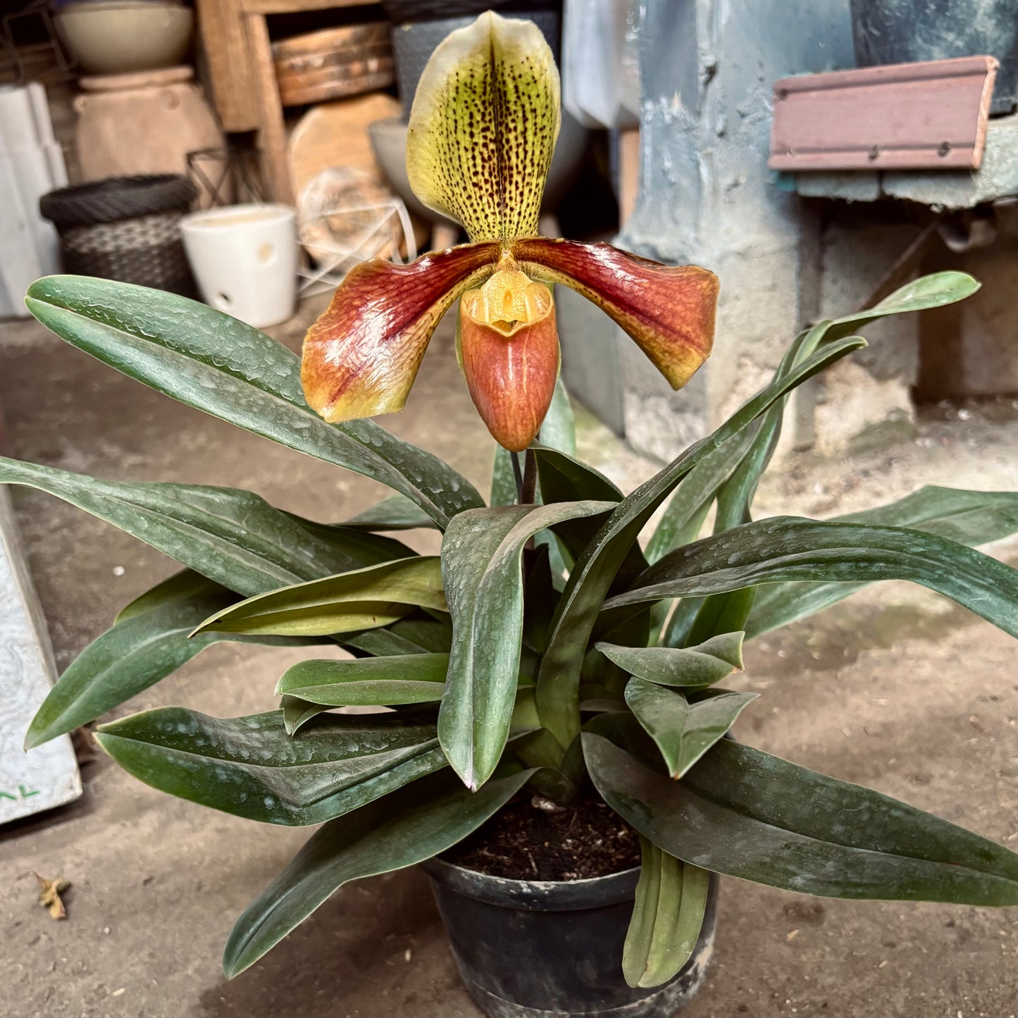 Orquídea Paphiopedilum Insigne “Zapatico”