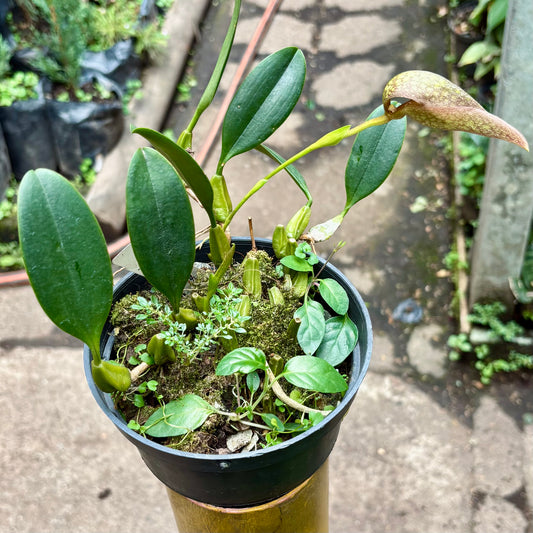 Orquídea Bulbophyllum Burfordiense