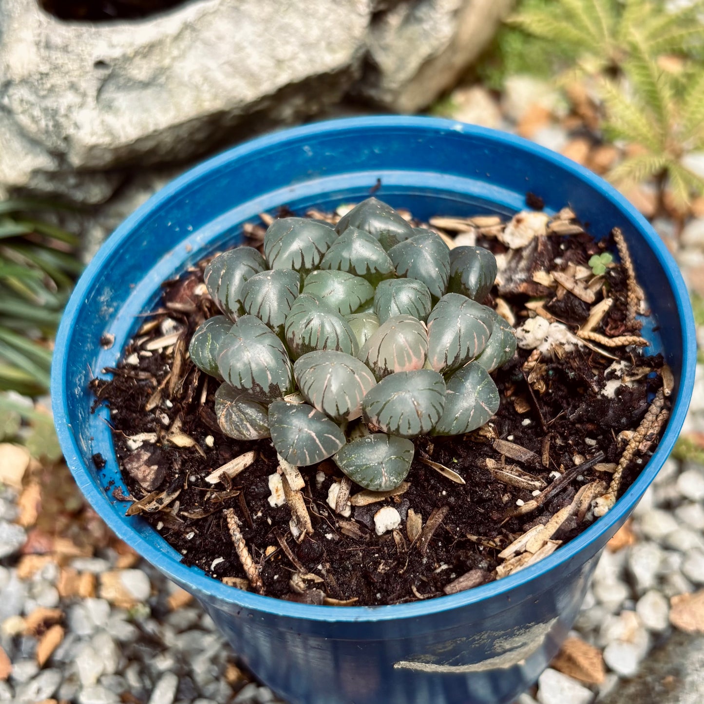 Suculenta Haworthia Cooperi Red Sun Variegada