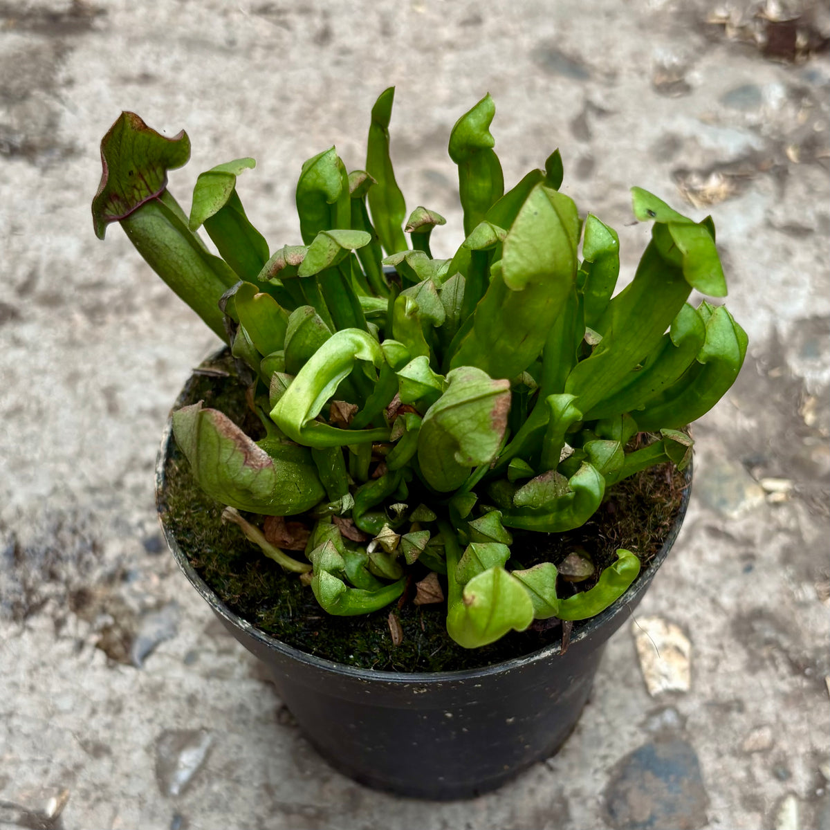 Carnívora Sarracenia Judith Hindle