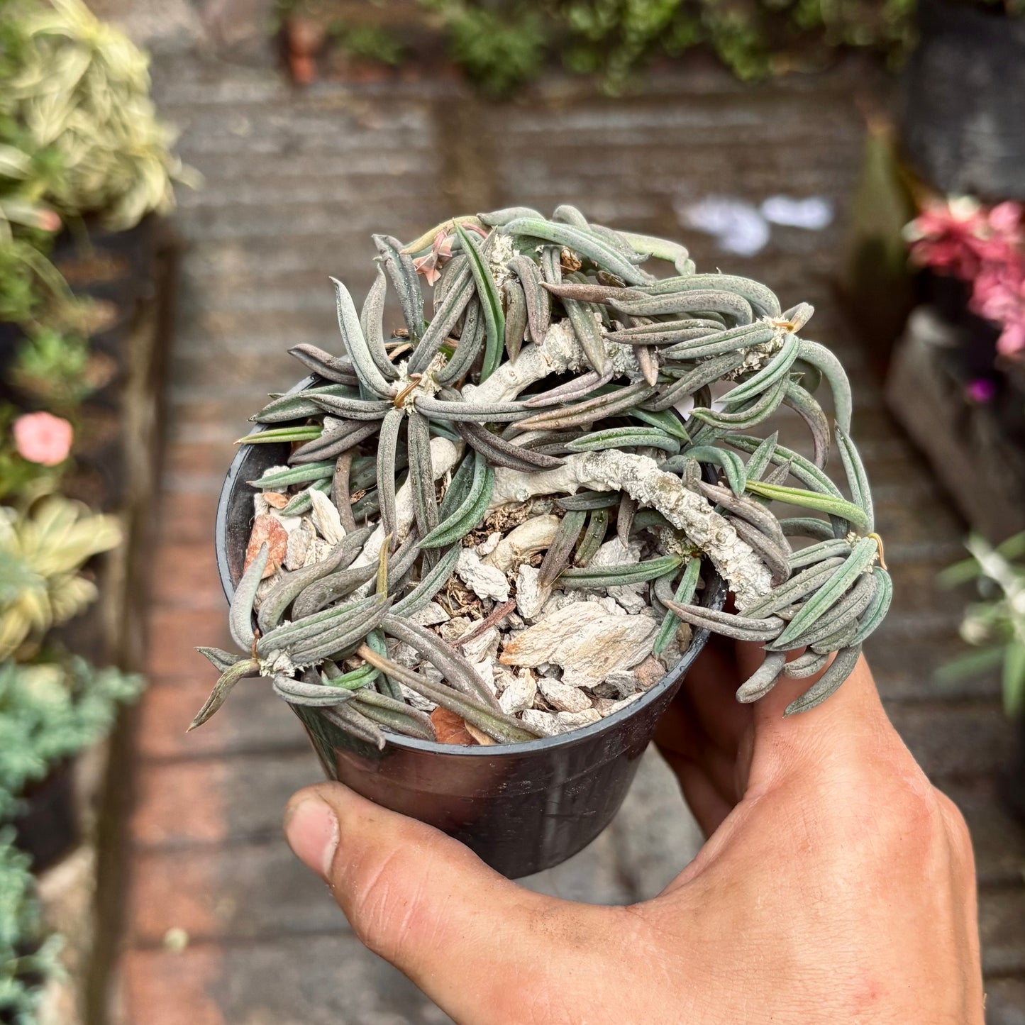 Cactus Euphorbia Cylindrifolia Var Tubifera