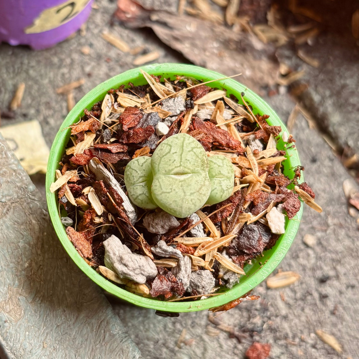 Suculenta Conophytum