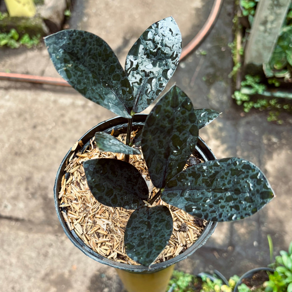 Zamioculca Zamiifolia Raven