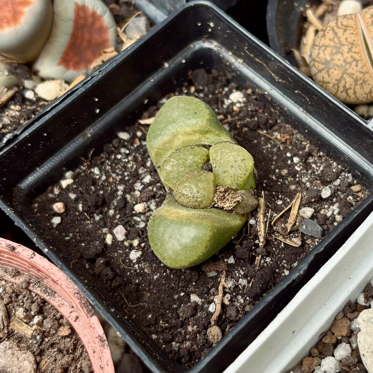 Lithops